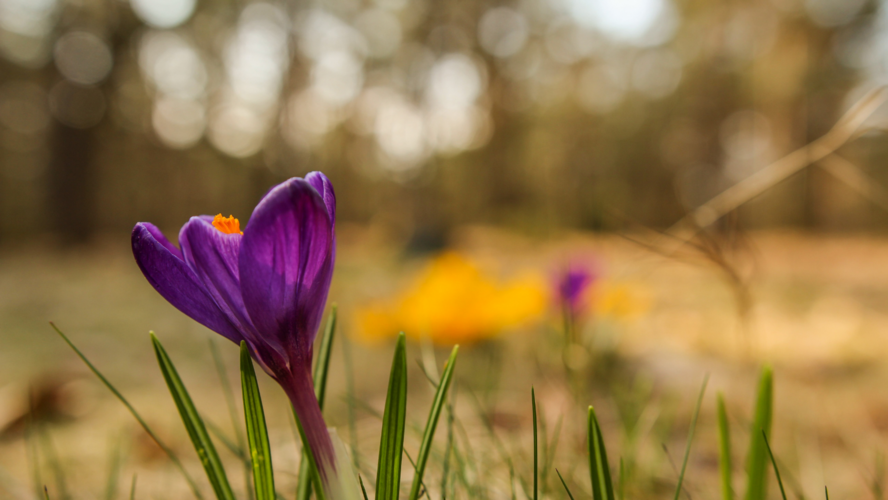 Abbildung Wiese mit lilaner Blume 