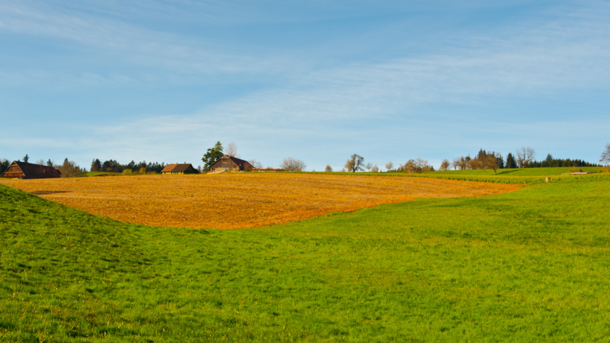 Abbildung Feld mit Weizen 