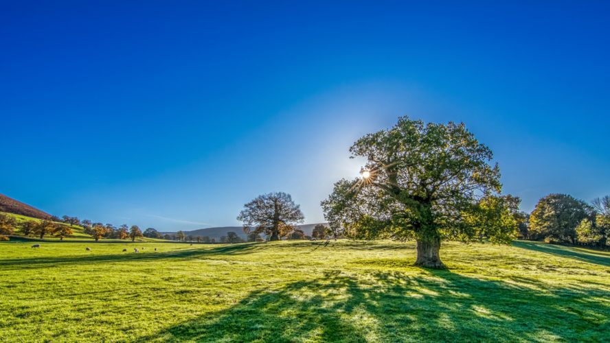 Abbildung Wiese mit Bäumen und blauem Himmel 